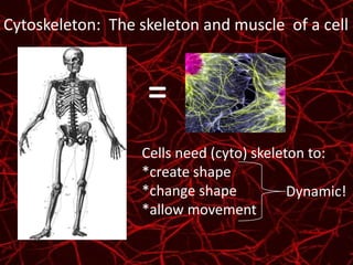 Cells need (cyto) skeleton to:
*create shape
*change shape
*allow movement
Dynamic!
Cytoskeleton: The skeleton and muscle of a cell
 