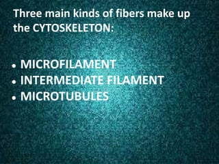 Three main kinds of fibers make up
the CYTOSKELETON:
● MICROFILAMENT
● INTERMEDIATE FILAMENT
● MICROTUBULES
 