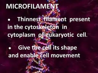 MICROFILAMENT
● Thinnest filament present
in the cytoskeleton in
cytoplasm of eukaryotic cell.
● Give the cell its shape
and enable cell movement
 