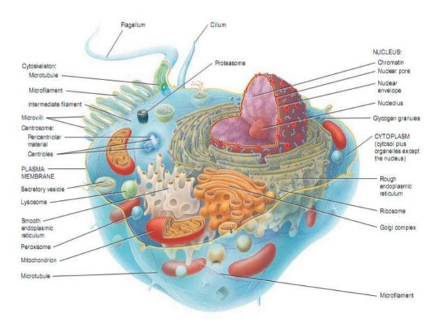 read bioconjugation protocols strategies and methods