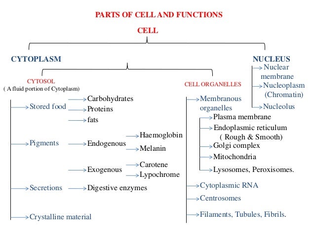 Flow Chart Of Cell Structure