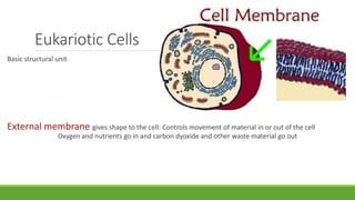 Eukariotic Cells
Basic structural unit
External membrane gives shape to the cell: Controls movement of material in or out of the cell
Oxygen and nutrients go in and carbon dyoxide and other waste material go out
 