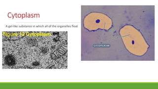 Cytoplasm
A gel-like substance in which all of the organelles float
 