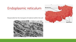 Endoplasmic reticulum
Responsible for the transport of material within the cell
 