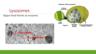 Lysosomes
Digest food thanks to enzymes
 