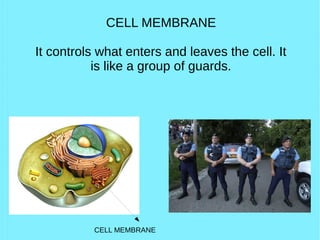 CELL MEMBRANE
It controls what enters and leaves the cell. It
is like a group of guards.
CELL MEMBRANE