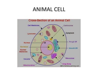 ANIMAL CELL