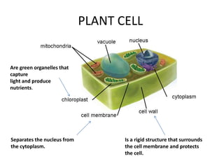 PLANT CELL
Are green organelles that
capture
light and produce
nutrients.
Is a rigid structure that surrounds
the cell membrane and protects
the cell.
Separates the nucleus from
the cytoplasm.
