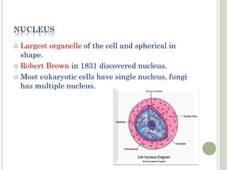 FUNCTIONS OF NUCLEUS
 Contains DNA that is genetic material inherited
in the offspring from parents.
 Control center or ...