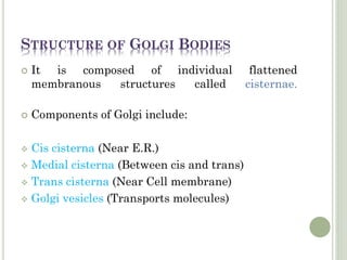 QUESTIONS
 Important site for the formation of glycoproteins
and glycolipids is:
a. Vacuole
b. Golgi apparatus
c. Lysosom...