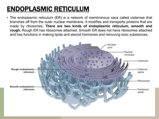 ENDOPLASMIC RETICULUM
• The endoplasmic reticulum (ER) is a network of membranous sacs called cisternae that
branches off from the outer nuclear membrane. It modifies and transports proteins that are
made by ribosomes. There are two kinds of endoplasmic reticulum, smooth and
rough. Rough ER has ribosomes attached. Smooth ER does not have ribosomes attached
and has functions in making lipids and steroid hormones and removing toxic substances.
 