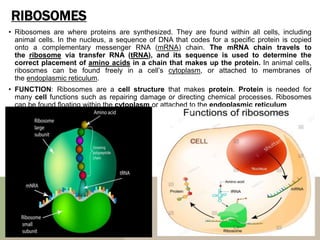 RIBOSOMES
• Ribosomes are where proteins are synthesized. They are found within all cells, including
animal cells. In the nucleus, a sequence of DNA that codes for a specific protein is copied
onto a complementary messenger RNA (mRNA) chain. The mRNA chain travels to
the ribosome via transfer RNA (tRNA), and its sequence is used to determine the
correct placement of amino acids in a chain that makes up the protein. In animal cells,
ribosomes can be found freely in a cell’s cytoplasm, or attached to membranes of
the endoplasmic reticulum.
• FUNCTION: Ribosomes are a cell structure that makes protein. Protein is needed for
many cell functions such as repairing damage or directing chemical processes. Ribosomes
can be found floating within the cytoplasm or attached to the endoplasmic reticulum
 