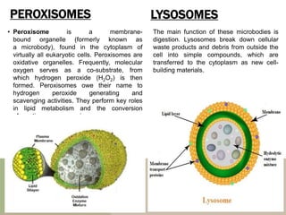PEROXISOMES
• Peroxisome is a membrane-
bound organelle (formerly known as
a microbody), found in the cytoplasm of
virtually all eukaryotic cells. Peroxisomes are
oxidative organelles. Frequently, molecular
oxygen serves as a co-substrate, from
which hydrogen peroxide (H2O2) is then
formed. Peroxisomes owe their name to
hydrogen peroxide generating and
scavenging activities. They perform key roles
in lipid metabolism and the conversion
of reactive oxygen species.
LYSOSOMES
The main function of these microbodies is
digestion. Lysosomes break down cellular
waste products and debris from outside the
cell into simple compounds, which are
transferred to the cytoplasm as new cell-
building materials.
 