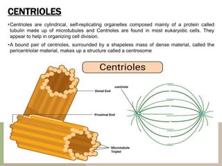 CENTRIOLES
•Centrioles are cylindrical, self-replicating organelles composed mainly of a protein called
tubulin made up of microtubules and Centrioles are found in most eukaryotic cells. They
appear to help in organizing cell division.
•A bound pair of centrioles, surrounded by a shapeless mass of dense material, called the
pericentriolar material, makes up a structure called a centrosome
 