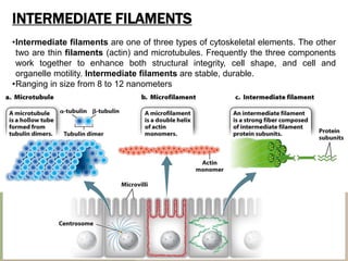 INTERMEDIATE FILAMENTS
•Intermediate filaments are one of three types of cytoskeletal elements. The other
two are thin filaments (actin) and microtubules. Frequently the three components
work together to enhance both structural integrity, cell shape, and cell and
organelle motility. Intermediate filaments are stable, durable.
•Ranging in size from 8 to 12 nanometers
 