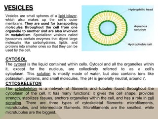 VESICLES
Vesicles are small spheres of a lipid bilayer,
which also makes up the cell’s outer
membrane. They are used for transporting
molecules throughout the cell from one
organelle to another and are also involved
in metabolism. Specialized vesicles called
lysosomes contain enzymes that digest large
molecules like carbohydrates, lipids, and
proteins into smaller ones so that they can be
used by the cell.
CYTOSOL
The cytosol is the liquid contained within cells. Cytosol and all the organelles within
it, except for the nucleus, are collectively referred to as a cell’s
cytoplasm. This solution is mostly made of water, but also contains ions like
potassium, proteins, and small molecules. The pH is generally neutral, around 7.
CYTOSKELETON
The cytoskeleton is a network of filaments and tubules found throughout the
cytoplasm of the cell. It has many functions: it gives the cell shape, provides
strength, stabilizes tissues, anchors organelles within the cell, and has a role in cell
signaling. There are three types of cytoskeletal filaments: microfilaments,
microtubules, and intermediate filaments. Microfilaments are the smallest, while
microtubules are the biggest.
 