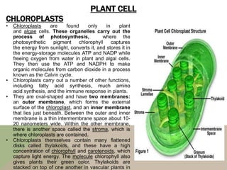PLANT CELL
CHLOROPLASTS
• Chloroplasts are found only in plant
and algae cells. These organelles carry out the
process of photosynthesis, where the
photosynthetic pigment chlorophyll captures
the energy from sunlight, converts it, and stores it in
the energy-storage molecules ATP and NADP while
freeing oxygen from water in plant and algal cells.
They then use the ATP and NADPH to make
organic molecules from carbon dioxide in a process
known as the Calvin cycle.
• Chloroplasts carry out a number of other functions,
including fatty acid synthesis, much amino
acid synthesis, and the immune response in plants.
• They are oval-shaped and have two membranes:
an outer membrane, which forms the external
surface of the chloroplast, and an inner membrane
that lies just beneath. Between the outer and inner
membrane is a thin intermembrane space about 10-
20 nanometers wide. Within the other membrane,
there is another space called the stroma, which is
where chloroplasts are contained.
• Chloroplasts themselves contain many flattened
disks called thylakoids, and these have a high
concentration of chlorophyll and carotenoids, which
capture light energy. The molecule chlorophyll also
gives plants their green color. Thylakoids are
stacked on top of one another in vascular plants in
 
