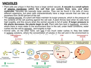 VACUOLES
• Plant cells are unique in that they have a large central vacuole. A vacuole is a small sphere
of plasma membrane within the cell that can contain fluid, ions, and other
molecules. Vacuoles are basically large vesicles. They can be found in the cells of many
different organisms, but plant cells characteristically have a large vacuole that can take up
anywhere from 30-80 percent of the cell.
• The central vacuole of a plant cell helps maintain its turgor pressure, which is the pressure of
the contents of the cell pushing against the cell wall. A plant thrives best when its cells have
high turgidity, and this occurs when the central vacuole is full of water. If turgor pressure in
the plants decreases, the plants begin to wilt. Plant cells fare best in hypotonic solutions,
where there is more water in the environment than in the cell; under these conditions, water
rushes into the cell by osmosis , and turgidity is high.
• Animal cells, on the other hand, can lyse if too much water rushes in; they fare better
in isotonic solutions, where the concentration of solutes in the cell and in the environment is
equal and net movement of water in and out of the cell is the same.
 