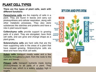PLANT CELL TYPES
There are five types of plant cells, each with
different functions:
Parenchyma cells are the majority of cells in a
plant. They are found in leaves and carry out
photosynthesis and cellular respiration, along with
other metabolic processes. They also store
substances like starches and proteins and have a
role in plant wound repair.
Collenchyma cells provide support to growing
parts of a plant. They are elongated, have thick
cell walls, and can grow and change shape as a
plant grows.
Sclerenchyma cells are hard cells that are the
main supporting cells in the areas of a plant that
have ceased growing. Sclerenchyma cells are
dead and have very thick cell walls.
Xylem cells transport mostly water and a few
nutrients throughout a plant, from the roots to the
stem and leaves.
Phloem cells transport nutrients made during
photosynthesis to all parts of a plant. They
transport sap, which is a watery solution high in
sugars.
 