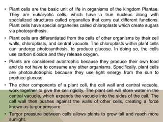• Plant cells are the basic unit of life in organisms of the kingdom Plantae.
They are eukaryotic cells, which have a true nucleus along with
specialized structures called organelles that carry out different functions.
Plant cells have special organelles called chloroplasts which create sugars
via photosynthesis.
• Plant cells are differentiated from the cells of other organisms by their cell
walls, chloroplasts, and central vacuole. The chloroplasts within plant cells
can undergo photosynthesis, to produce glucose. In doing so, the cells
use carbon dioxide and they release oxygen.
• Plants are considered autotrophic because they produce their own food
and do not have to consume any other organisms. Specifically, plant cells
are photoautotrophic because they use light energy from the sun to
produce glucose.
• The other components of a plant cell, the cell wall and central vacuole,
work together to give the cell rigidity. The plant cell will store water in the
central vacuole, which expands the vacuole into the sides of the cell. The
cell wall then pushes against the walls of other cells, creating a force
known as turgor pressure.
• Turgor pressure between cells allows plants to grow tall and reach more
sunlight.
 
