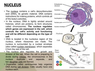 NUCLEUS
• The nucleus contains a cell’s deoxyribonucleic
acid (DNA), its genetic material. DNA contains
instructions for making proteins, which controls all
of the body’s activities.
• In the nucleus, DNA is tightly winded around
histones, which are proteins, to form structures
called chromosomes. The nucleus regulates
which genes are expressed in the cell, which
controls the cell’s activity and functioning
and will be different depending on the type of
cell.
• DNA is located in the nucleolus region of the
nucleus, where ribosomes are made. The
nucleus is surrounded by a nuclear envelope
(also called nuclear membrane), which separates
it from the rest of the cell.
• The nucleus also regulates the growth and
division of the cell. When the cell is preparing to
divide during mitosis, the chromosomes in the
nucleus duplicate and separate, and
two daughter cells are formed.
• Organelles called centrosomes help organize
DNA during cell division. Cells usually have one
nucleus each.
 