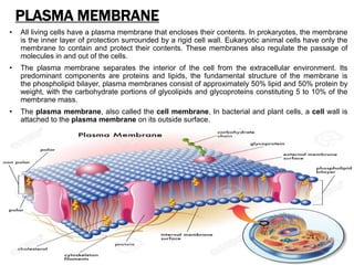 PLASMA MEMBRANE
• All living cells have a plasma membrane that encloses their contents. In prokaryotes, the membrane
is the inner layer of protection surrounded by a rigid cell wall. Eukaryotic animal cells have only the
membrane to contain and protect their contents. These membranes also regulate the passage of
molecules in and out of the cells.
• The plasma membrane separates the interior of the cell from the extracellular environment. Its
predominant components are proteins and lipids, the fundamental structure of the membrane is
the phospholipid bilayer, plasma membranes consist of approximately 50% lipid and 50% protein by
weight, with the carbohydrate portions of glycolipids and glycoproteins constituting 5 to 10% of the
membrane mass.
• The plasma membrane, also called the cell membrane, In bacterial and plant cells, a cell wall is
attached to the plasma membrane on its outside surface.
 