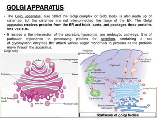 GOLGI APPARATUS
• The Golgi apparatus, also called the Golgi complex or Golgi body, is also made up of
cisternae, but the cisternae are not interconnected like those of the ER. The Golgi
apparatus receives proteins from the ER and folds, sorts, and packages these proteins
into vesicles.
• It resides at the intersection of the secretory, lysosomal, and endocytic pathways. It is of
particular importance in processing proteins for secretion, containing a set
of glycosylation enzymes that attach various sugar monomers to proteins as the proteins
move through the apparatus.
• It was identified in 1897 by the Italian scientist Camillo Golgi and was named after him in
1898
Synthesis of golgi bodies
 