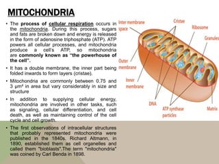 MITOCHONDRIA
• The process of cellular respiration occurs in
the mitochondria. During this process, sugars
and fats are broken down and energy is released
in the form of adenosine triphosphate (ATP). ATP
powers all cellular processes, and mitochondria
produce a cell’s ATP, so mitochondria
are commonly known as “the powerhouse of
the cell”.
• It has a double membrane, the inner part being
folded inwards to form layers (cristae).
• Mitochondria are commonly between 0.75 and
3 μm² in area but vary considerably in size and
structure
• In addition to supplying cellular energy,
mitochondria are involved in other tasks, such
as signaling, cellular differentiation, and cell
death, as well as maintaining control of the cell
cycle and cell growth.
• The first observations of intracellular structures
that probably represented mitochondria were
published in the 1840s. Richard Altmann, in
1890, established them as cell organelles and
called them "bioblasts".The term "mitochondria"
was coined by Carl Benda in 1898.
 