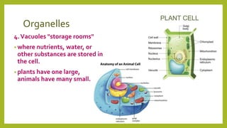 Organelles
4.Vacuoles "storage rooms"
• where nutrients, water, or
other substances are stored in
the cell.
• plants have one large,
animals have many small.
 