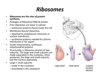 Secreted Ribosomes Cell (Cellular level of organization) for B.Pharm Sem 1st.pptx