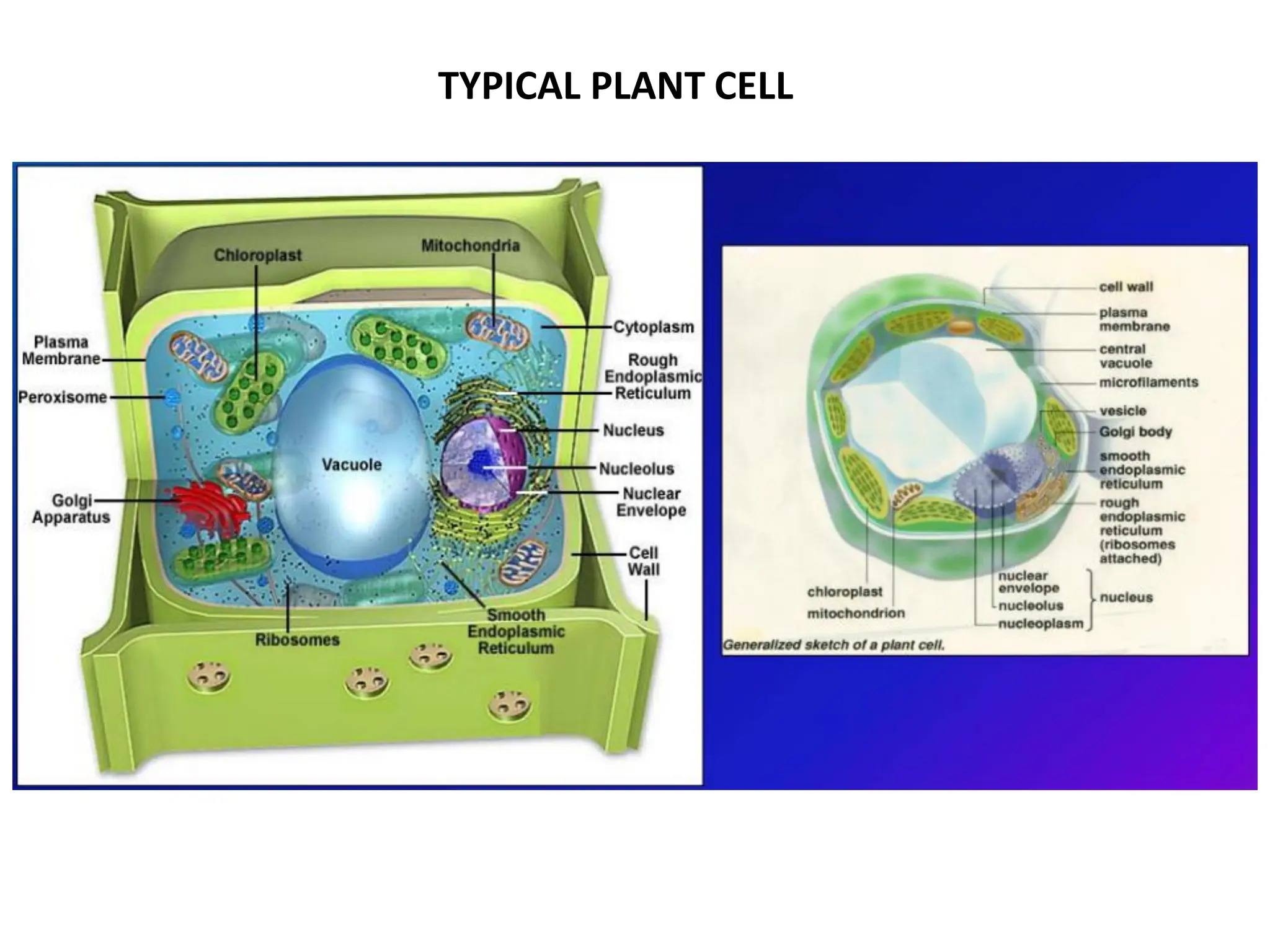 TYPICAL PLANT CELL
 