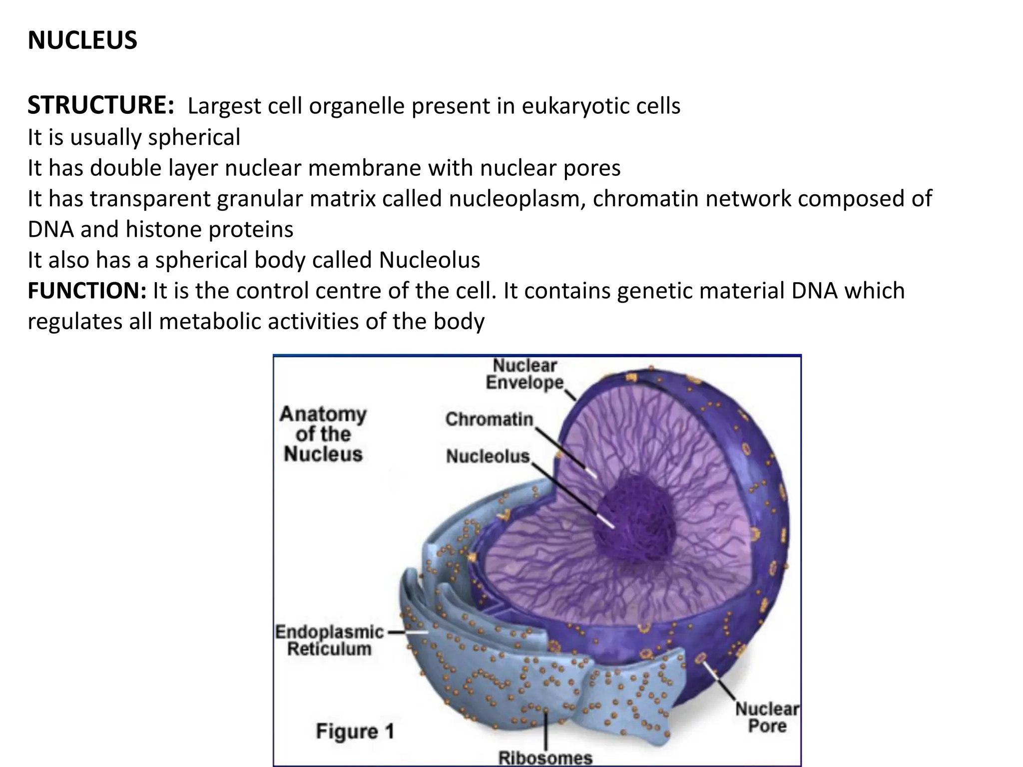 NUCLEUS
STRUCTURE: Largest cell organelle present in eukaryotic cells
It is usually spherical
It has double layer nuclear membrane with nuclear pores
It has transparent granular matrix called nucleoplasm, chromatin network composed of
DNA and histone proteins
It also has a spherical body called Nucleolus
FUNCTION: It is the control centre of the cell. It contains genetic material DNA which
regulates all metabolic activities of the body
 