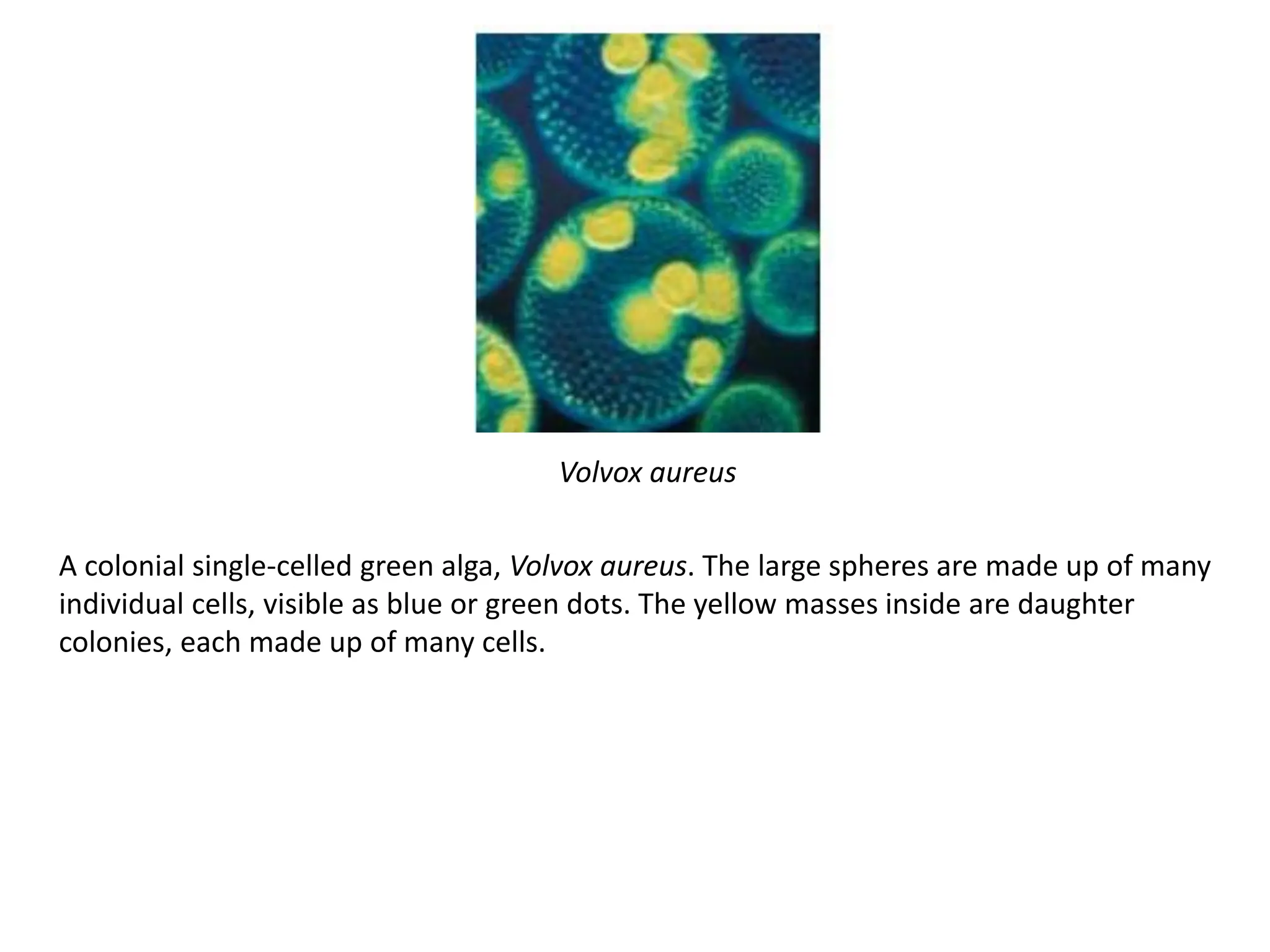A colonial single-celled green alga, Volvox aureus. The large spheres are made up of many
individual cells, visible as blue or green dots. The yellow masses inside are daughter
colonies, each made up of many cells.
Volvox aureus
 