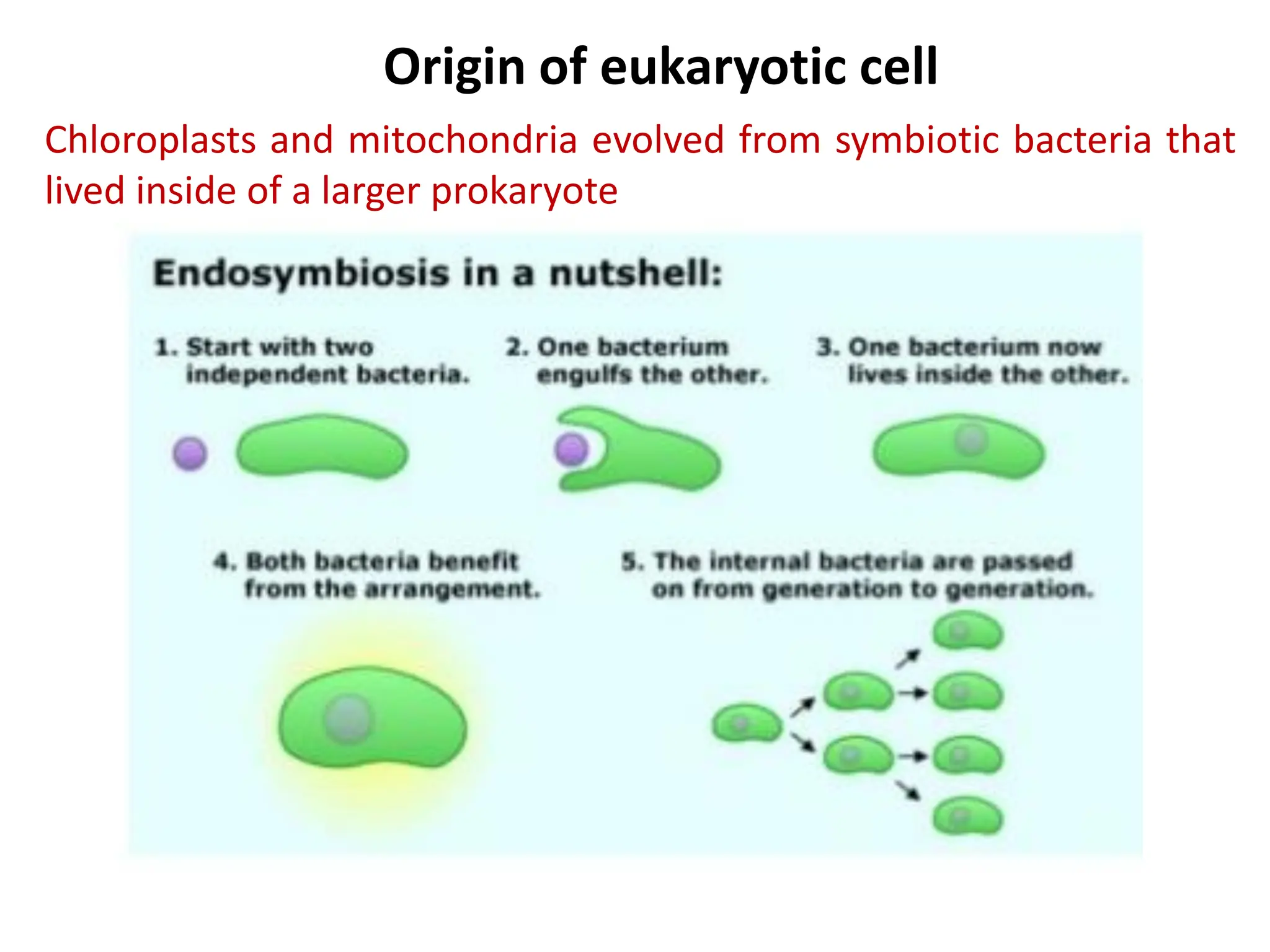 Chloroplasts and mitochondria evolved from symbiotic bacteria that
lived inside of a larger prokaryote
Origin of eukaryotic cell
 
