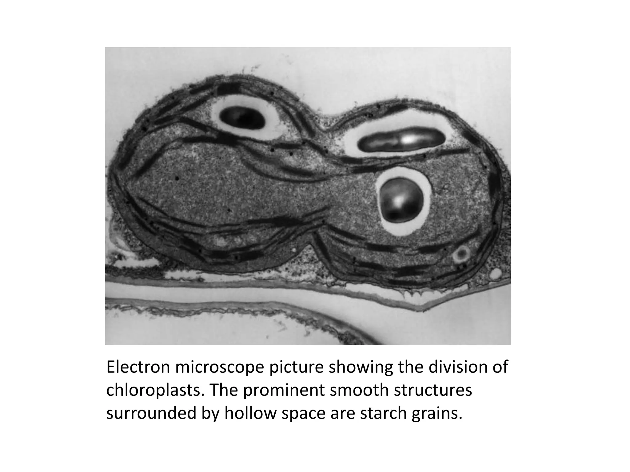 Electron microscope picture showing the division of
chloroplasts. The prominent smooth structures
surrounded by hollow space are starch grains.
 