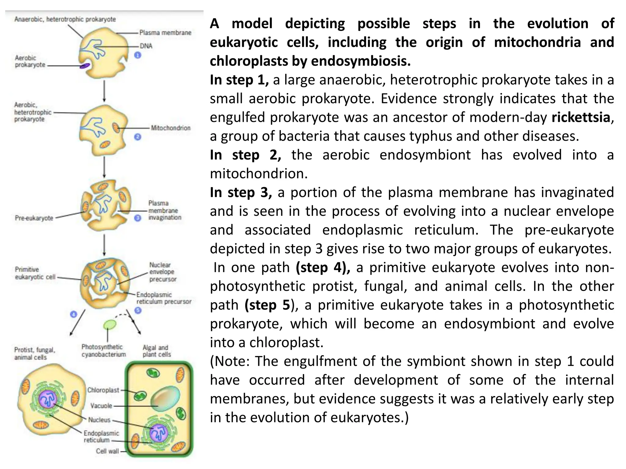 A model depicting possible steps in the evolution of
eukaryotic cells, including the origin of mitochondria and
chloroplasts by endosymbiosis.
In step 1, a large anaerobic, heterotrophic prokaryote takes in a
small aerobic prokaryote. Evidence strongly indicates that the
engulfed prokaryote was an ancestor of modern-day rickettsia,
a group of bacteria that causes typhus and other diseases.
In step 2, the aerobic endosymbiont has evolved into a
mitochondrion.
In step 3, a portion of the plasma membrane has invaginated
and is seen in the process of evolving into a nuclear envelope
and associated endoplasmic reticulum. The pre-eukaryote
depicted in step 3 gives rise to two major groups of eukaryotes.
In one path (step 4), a primitive eukaryote evolves into non-
photosynthetic protist, fungal, and animal cells. In the other
path (step 5), a primitive eukaryote takes in a photosynthetic
prokaryote, which will become an endosymbiont and evolve
into a chloroplast.
(Note: The engulfment of the symbiont shown in step 1 could
have occurred after development of some of the internal
membranes, but evidence suggests it was a relatively early step
in the evolution of eukaryotes.)
 