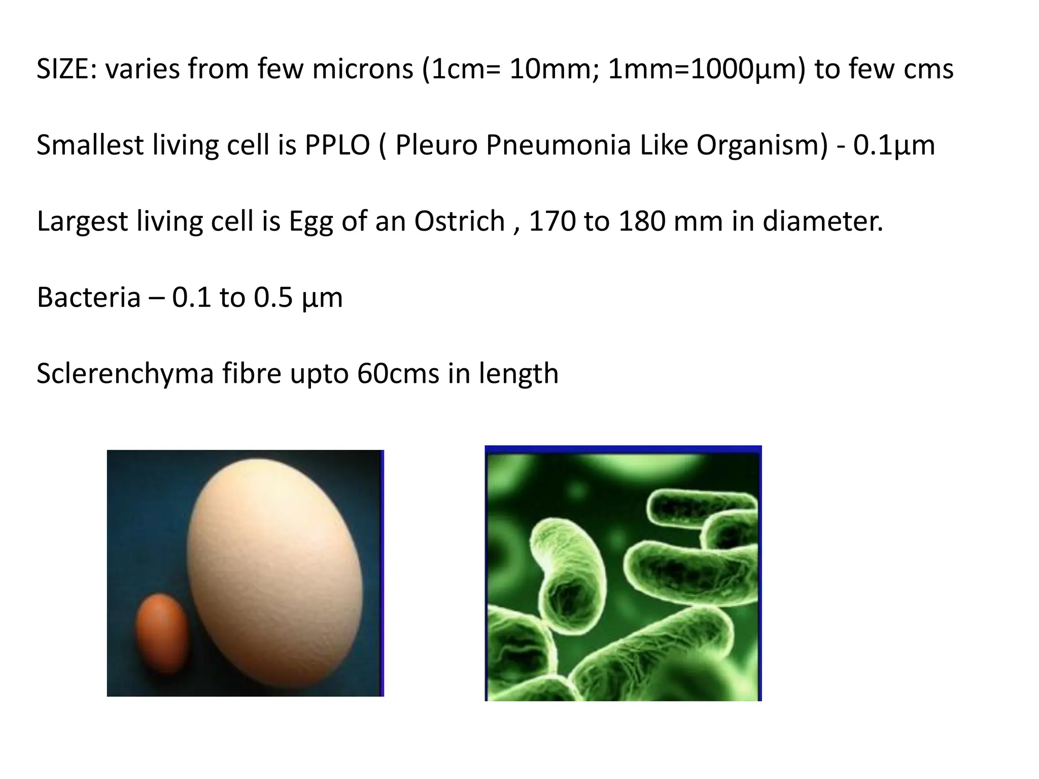 SIZE: varies from few microns (1cm= 10mm; 1mm=1000µm) to few cms
Smallest living cell is PPLO ( Pleuro Pneumonia Like Organism) - 0.1µm
Largest living cell is Egg of an Ostrich , 170 to 180 mm in diameter.
Bacteria – 0.1 to 0.5 µm
Sclerenchyma fibre upto 60cms in length
 