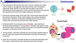 The Cell - Types of Cells - Cell Organelles -- Cellular Organization ...
