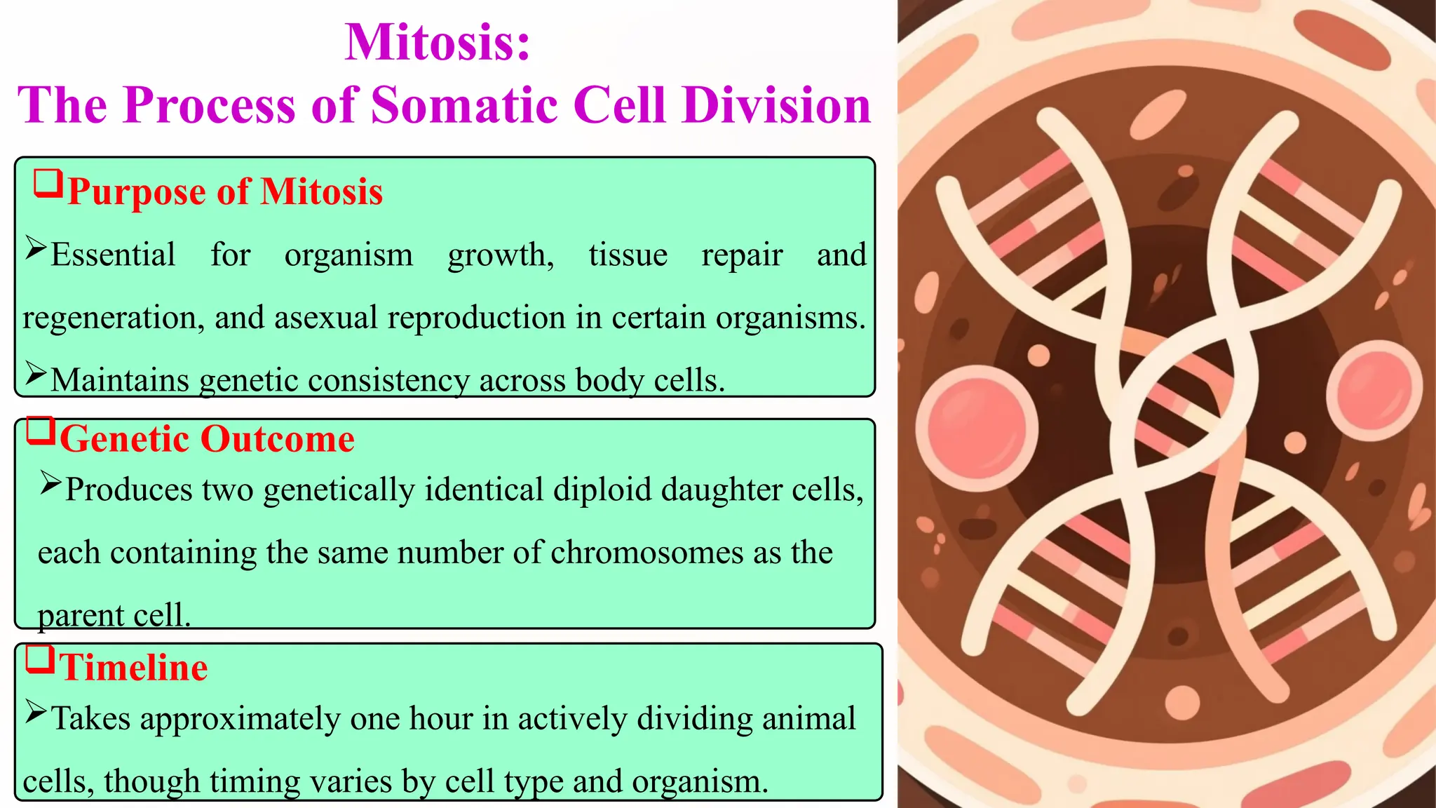 The Cell & Cell Cycle-detailed structure and function of organelles.pptx
