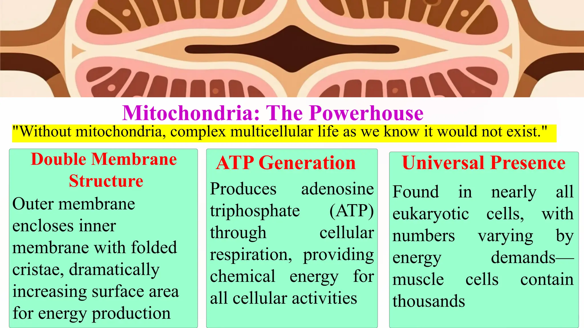 The Cell & Cell Cycle-detailed structure and function of organelles.pptx