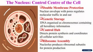 The Cell & Cell Cycle-detailed structure and function of organelles.pptx