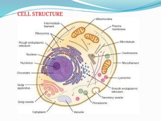 The Cell and Its Functions structurela.pptx