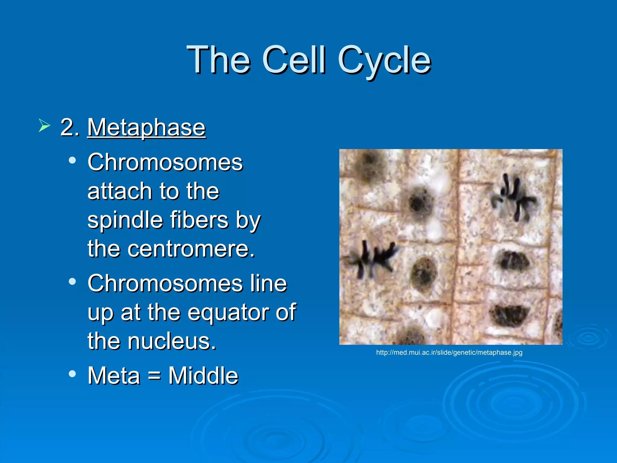 The Cell Cycle 2.  Metaphase Chromosomes attach to the spindle fibers by the centromere.  Chromosomes line up at the equator of the nucleus.  Meta = Middle http://med.mui.ac.ir/slide/genetic/metaphase.jpg 
