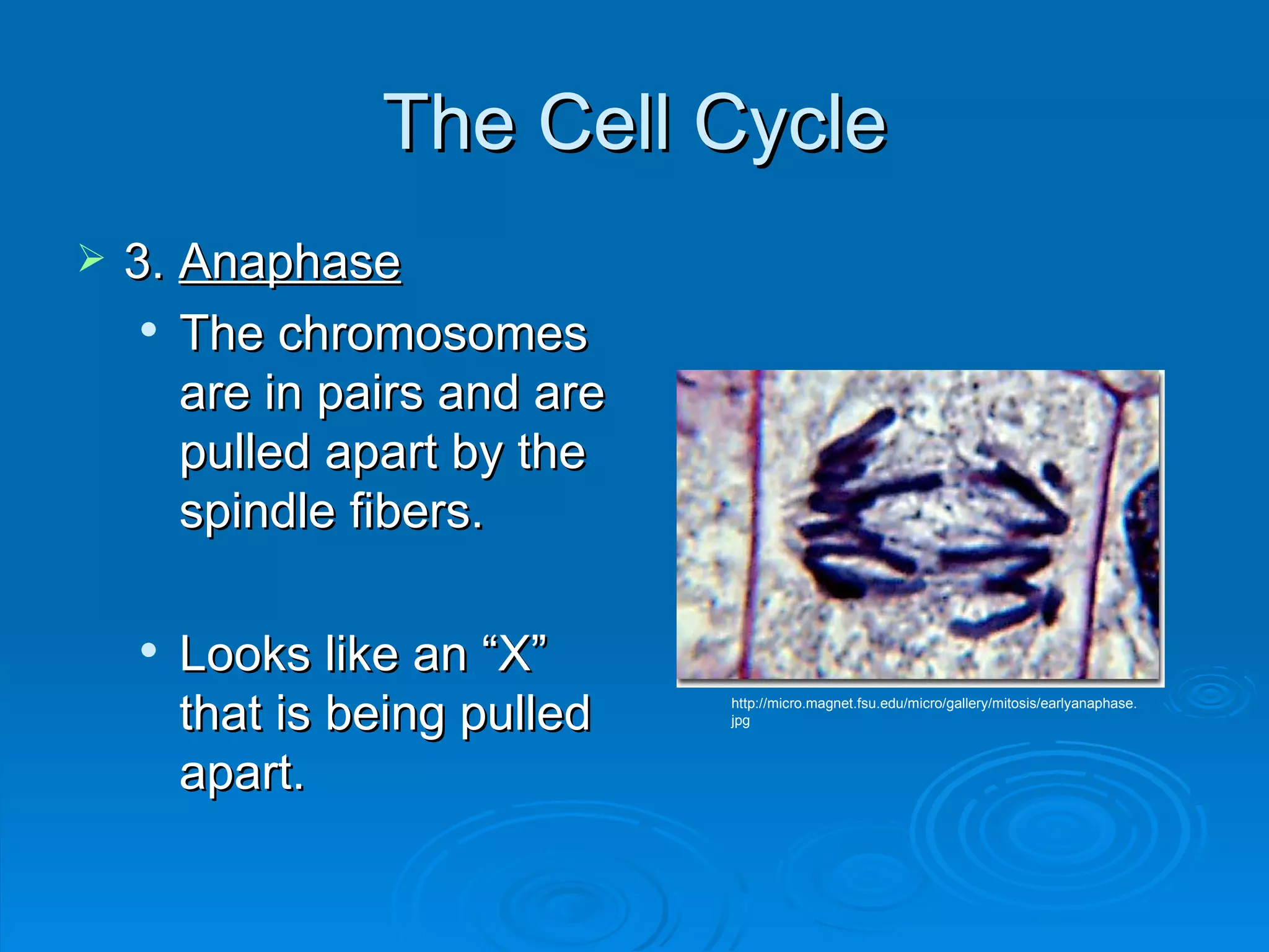The Cell Cycle 3.  Anaphase The chromosomes are in pairs and are pulled apart by the spindle fibers. Looks like an “X” that is being pulled apart. http://micro.magnet.fsu.edu/micro/gallery/mitosis/earlyanaphase.jpg 