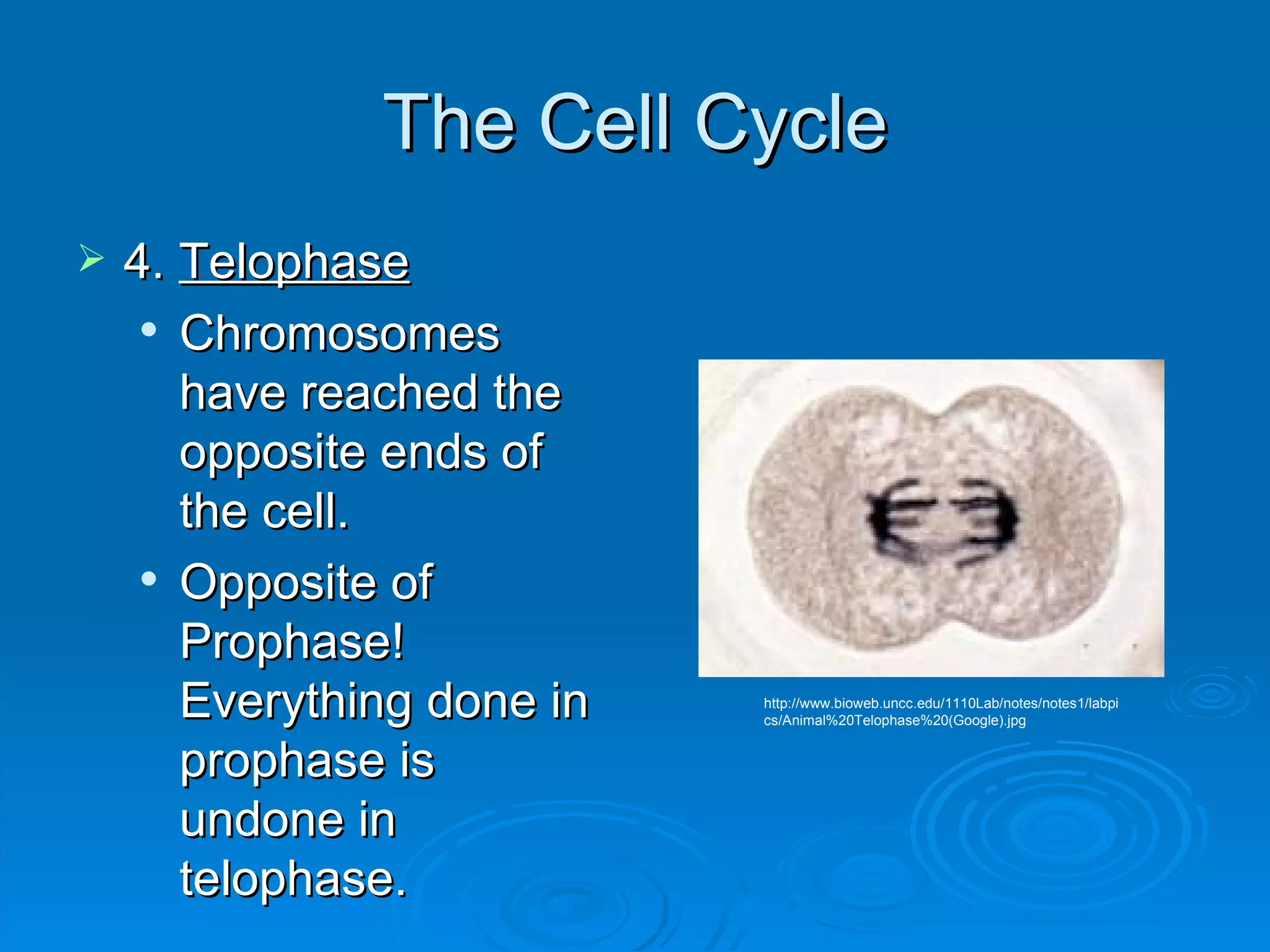 The Cell Cycle 4.  Telophase Chromosomes have reached the opposite ends of the cell. Opposite of Prophase! Everything done in prophase is undone in telophase. http://www.bioweb.uncc.edu/1110Lab/notes/notes1/labpics/Animal%20Telophase%20(Google).jpg 