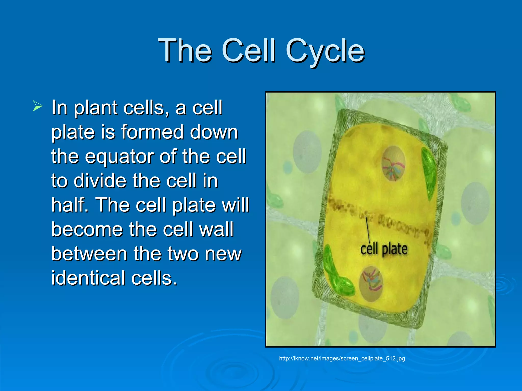 The Cell Cycle In plant cells, a cell plate is formed down the equator of the cell to divide the cell in half. The cell plate will become the cell wall between the two new identical cells. http://iknow.net/images/screen_cellplate_512.jpg 
