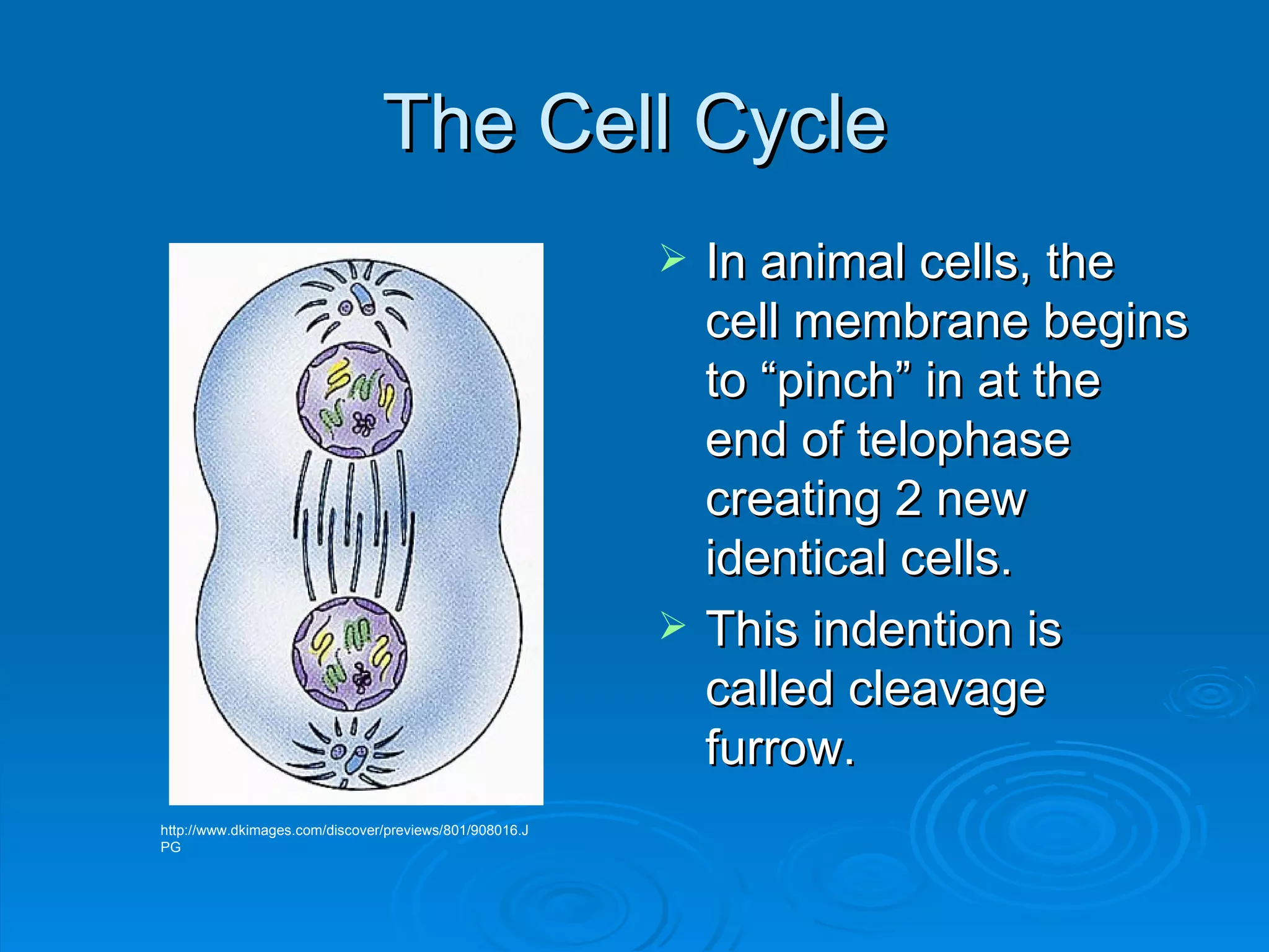 The Cell Cycle In animal cells, the cell membrane begins to “pinch” in at the end of telophase  creating 2 new identical cells. This indention is called cleavage furrow.  http://www.dkimages.com/discover/previews/801/908016.JPG 