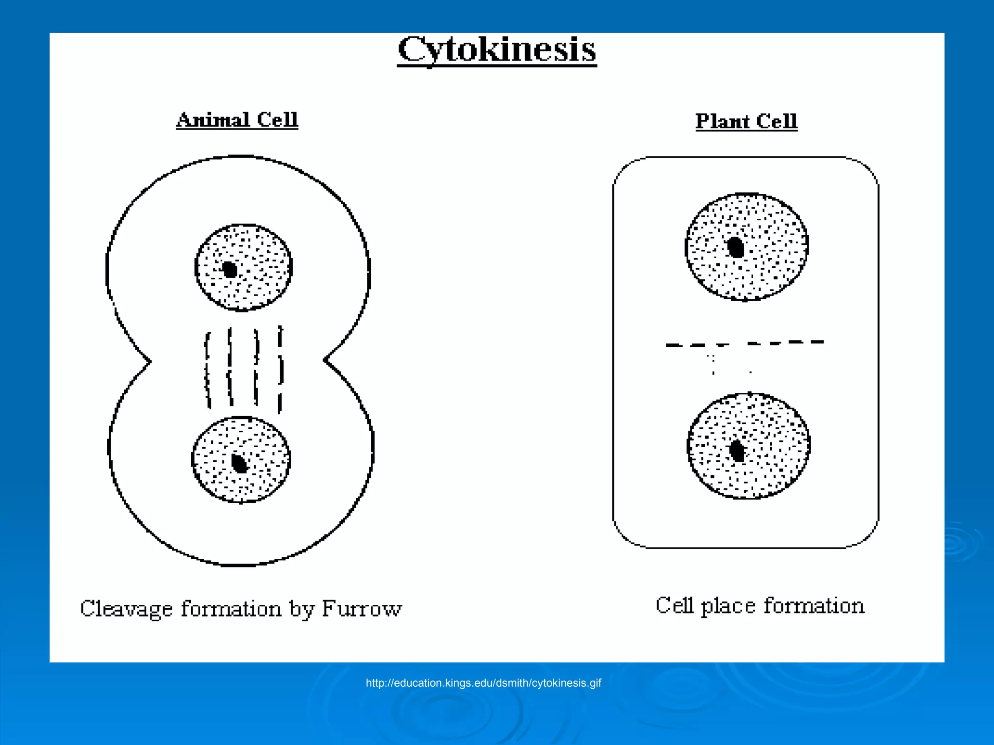 http://education.kings.edu/dsmith/cytokinesis.gif 