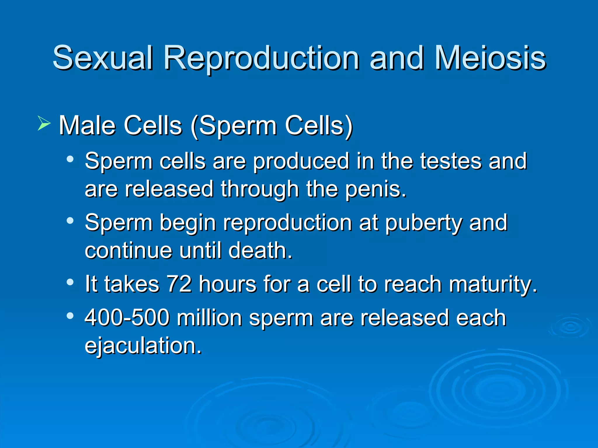 Sexual Reproduction and Meiosis Male Cells (Sperm Cells) Sperm cells are produced in the testes and are released through the penis. Sperm begin reproduction at puberty and continue until death. It takes 72 hours for a cell to reach maturity. 400-500 million sperm are released each ejaculation. 