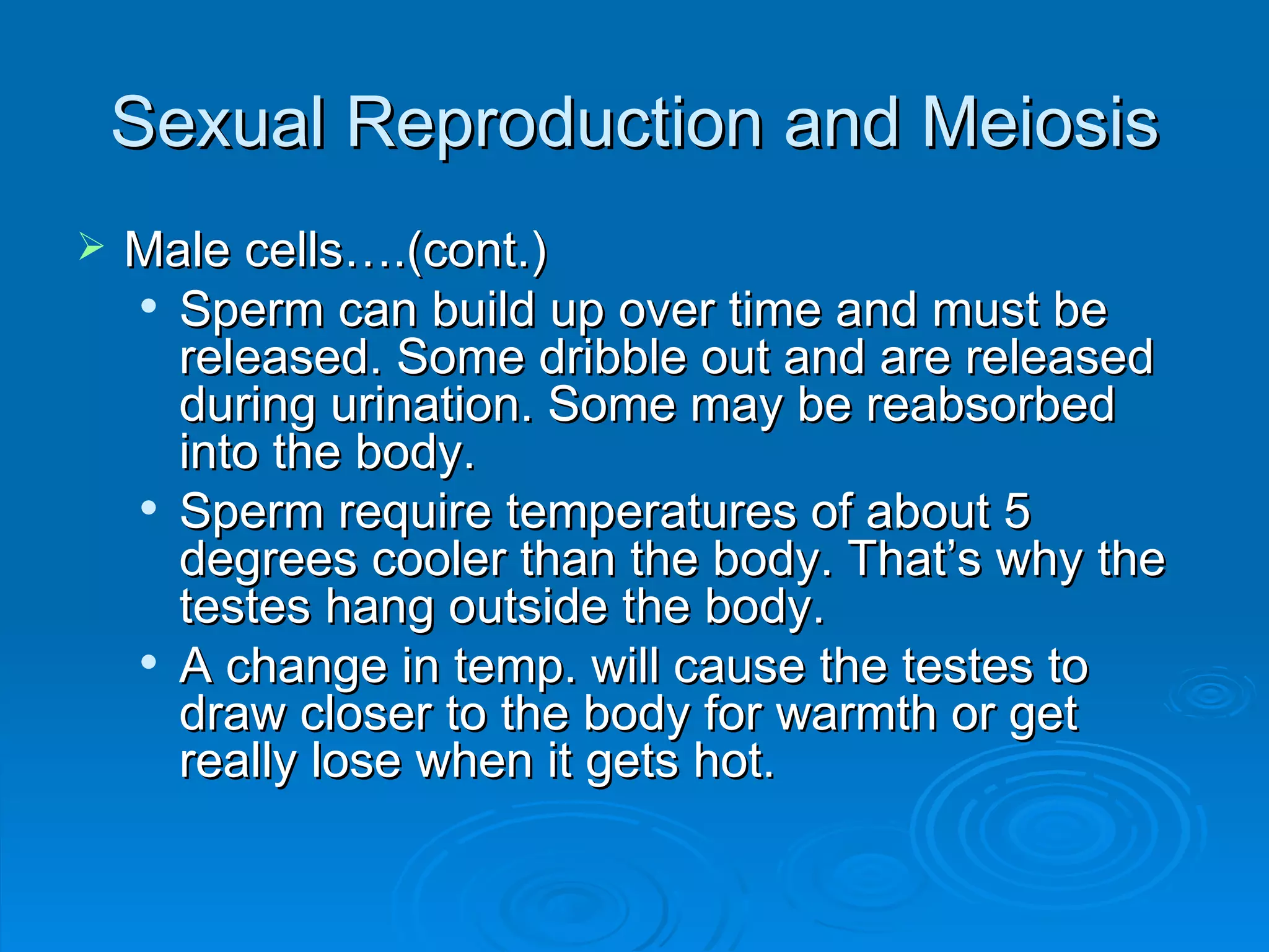 Sexual Reproduction and Meiosis Male cells….(cont.) Sperm can build up over time and must be released. Some dribble out and are released during urination. Some may be reabsorbed into the body. Sperm require temperatures of about 5 degrees cooler than the body. That’s why the testes hang outside the body. A change in temp. will cause the testes to draw closer to the body for warmth or get really lose when it gets hot. 
